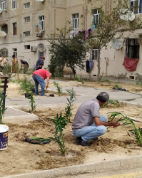 Qaradağ rayonunda ağacların sayı artırılır