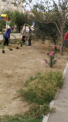 Qaradağ rayonunda ağacların sayı artırılır